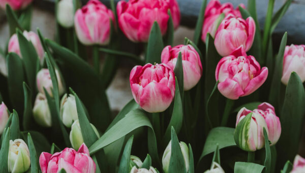 Comment choisir les fleurs pour un enterrement - Concept Marbre