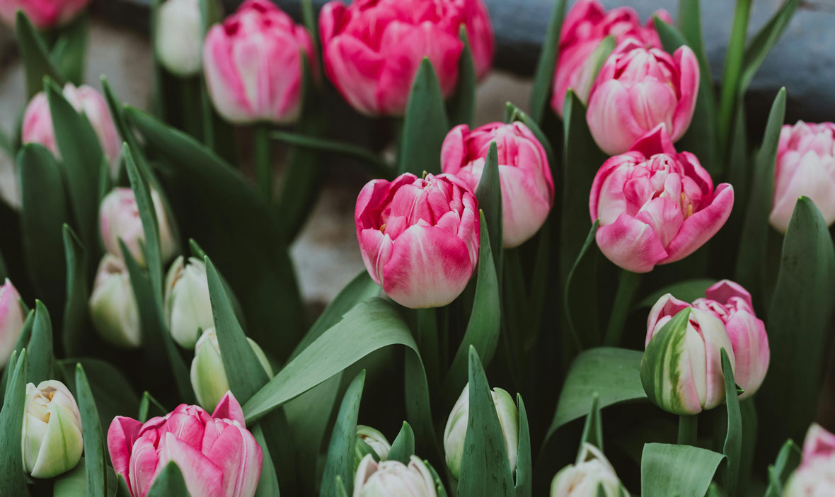 Comment choisir les fleurs pour un enterrement - Concept Marbre